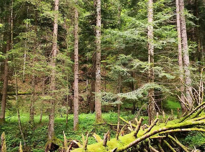 Pohorje House 2 Four Appartmetns *